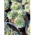 Ешеверия (Sempervivum)